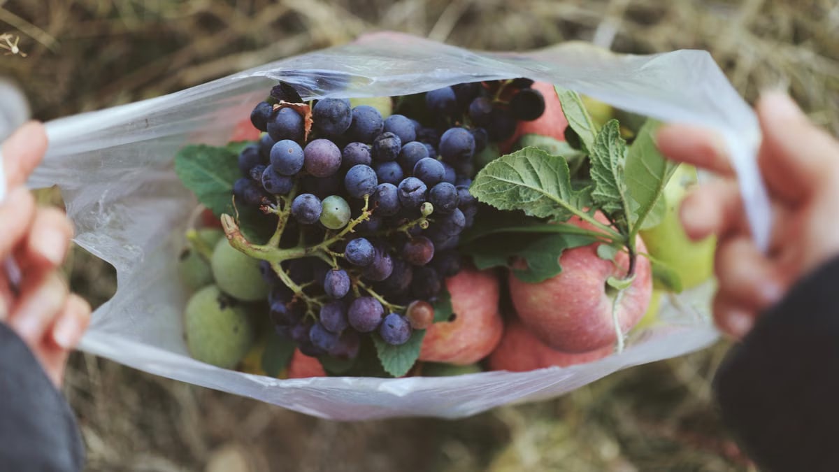 Plastic bag filled with fresh grapes and apples held by hands, outdoors.